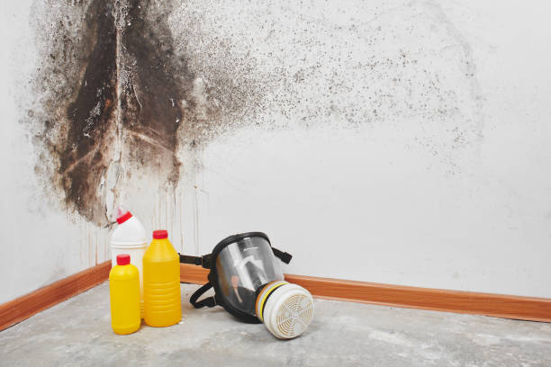 Best Fast Mold Removal  in Luxora, AR