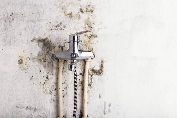Best Mold Testing  in Luxora, AR
