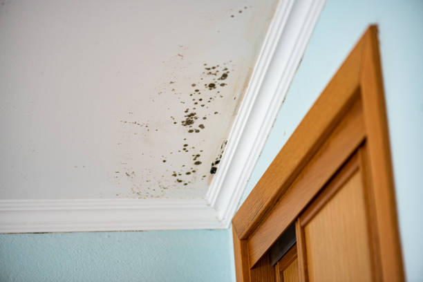 Best Mold Testing  in Luxora, AR
