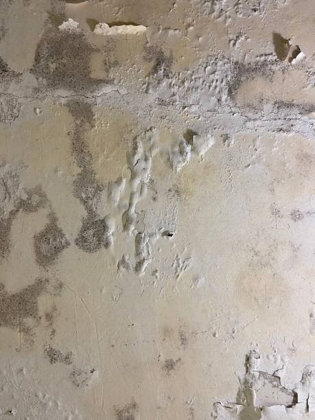 Best Mold Testing  in Luxora, AR