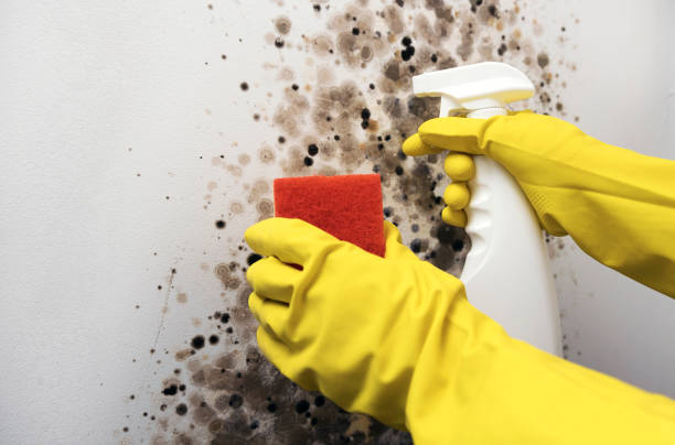 Best Toxic Mold Removal  in Luxora, AR