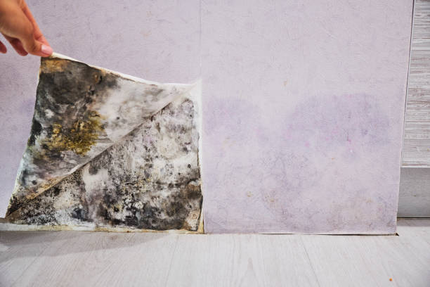 Best Emergency Mold Removal  in Luxora, AR